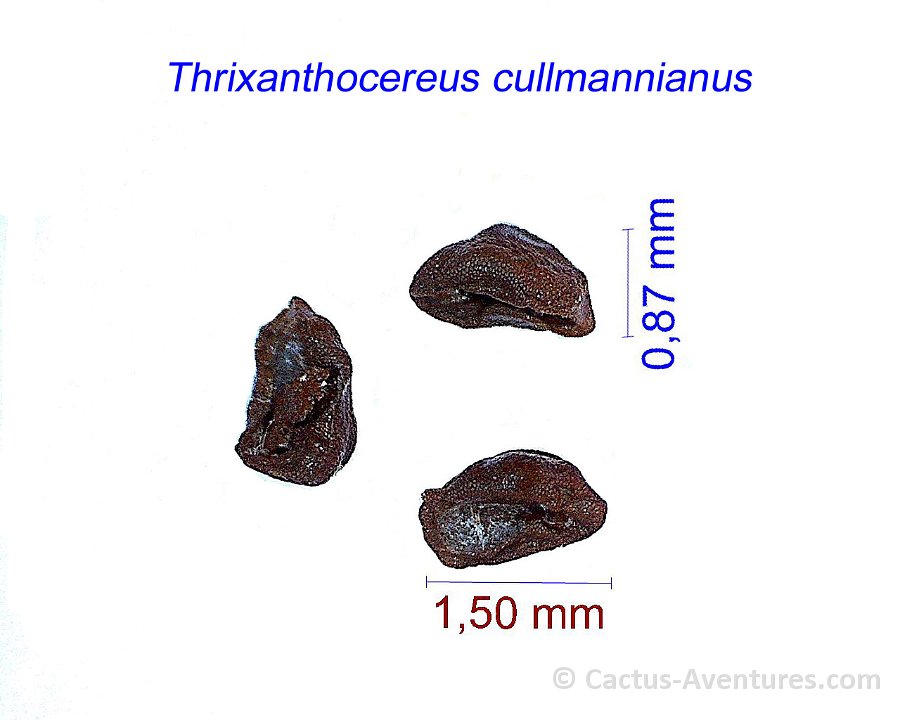 Thrixanthocereus cullmannianus MCA2